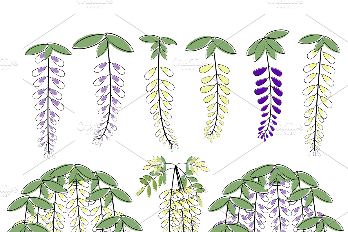 Wisteria flowers illustrations, an Illustration by PeoGeo Creative