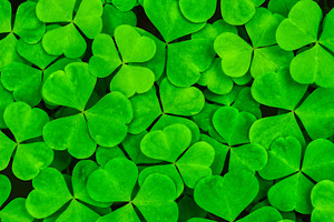Green clover leaves field. Nature background of fresh shamrock plant. Symbol of