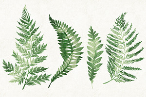 Ferns Bundle