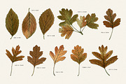 Autumn Leaves Clipart - 59 Images, an Object Illustration by Century Library (Thumbnail 7 of 10)