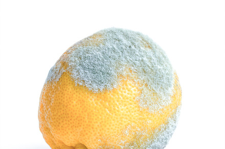 Moldy lemon sits on a white