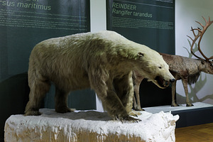 Ursus maritimus, Polar bear stuffed, a Photo by Bepslabor