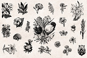 Flowers Engravings, an Object Graphic by Graphic Goods (Thumbnail 3 of 6)