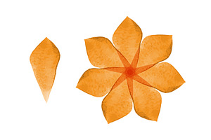 Watercolor flower with six orange, an Object Illustration by okskukuruza