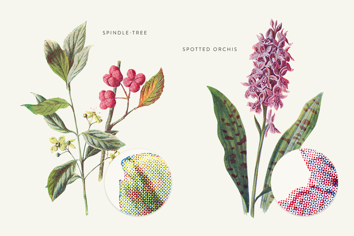Vintage Flowers Vol.01 - Extra Large, an Illustration by Greta Ivy (Photo 9 of 18)