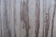 SALE - Plywood Texture Pack, a Texture Graphic by RM Photos and Art (Thumbnail 4 of 4)