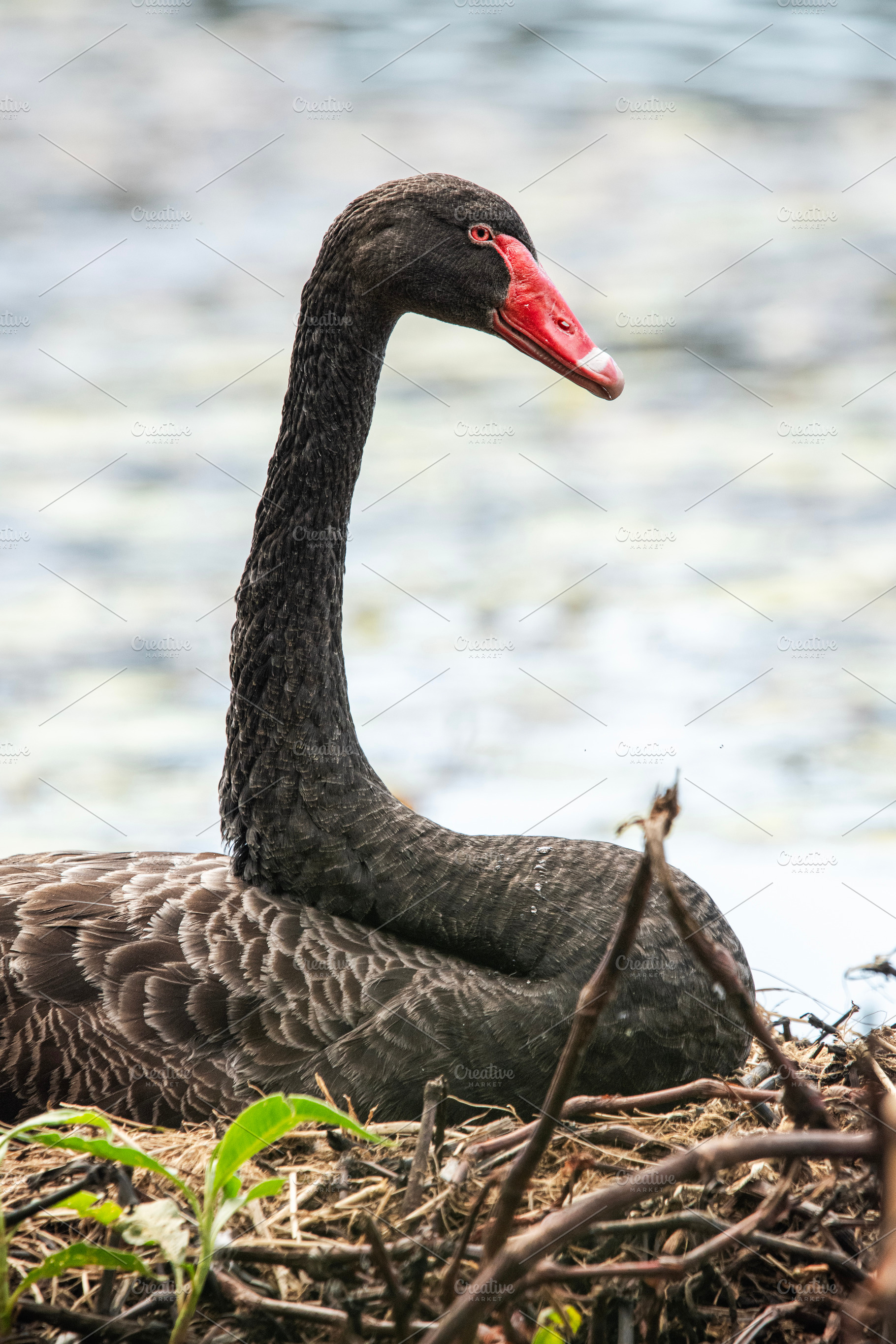 Black Swan Bird, an Animal Photo by Rob D Animal Photography