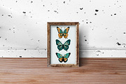 Curious Entomology Collection, an Animal Illustration by Cosy Fox (Thumbnail 3 of 9)