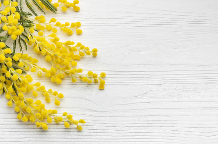 Mimosa flowers on white wooden background, a Nature Photo by Olena Rudo