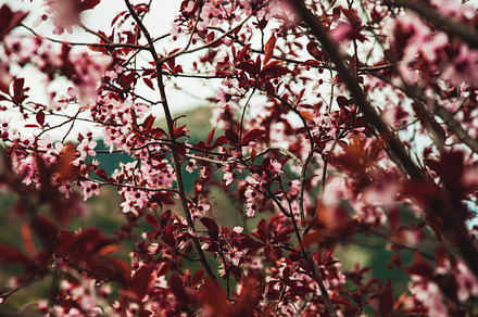 Flowers stock photo containing nature and flowers