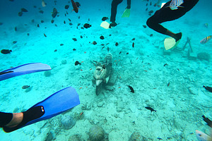 Snorkeling Adventure with Fish