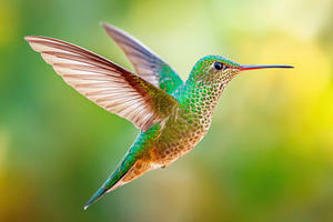 Hummingbird in flight on blurred green background, an Animal Photo by AlyaAnd