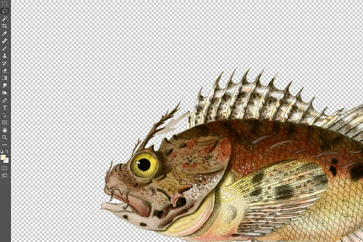 Vintage Fish Illustrations, a Food Illustration by BlackBird Foundry (Photo 3 of 5)