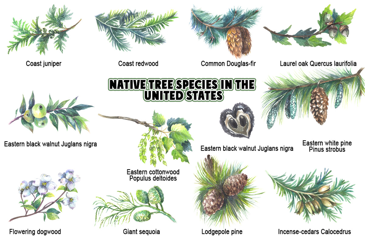 Native tree species in the USA, a Seasonal Illustration by FITALARTSNEDIGI (Photo 3 of 7)