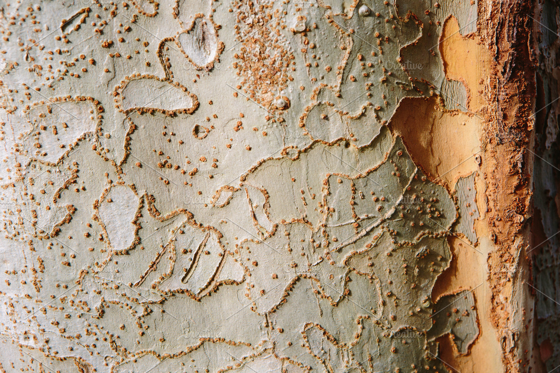 Peeling Bark