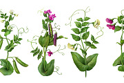 Pea Plant. Botanic Illustrations set, an Education Illustration by Eldar Zakirov's (Thumbnail 5 of 6)