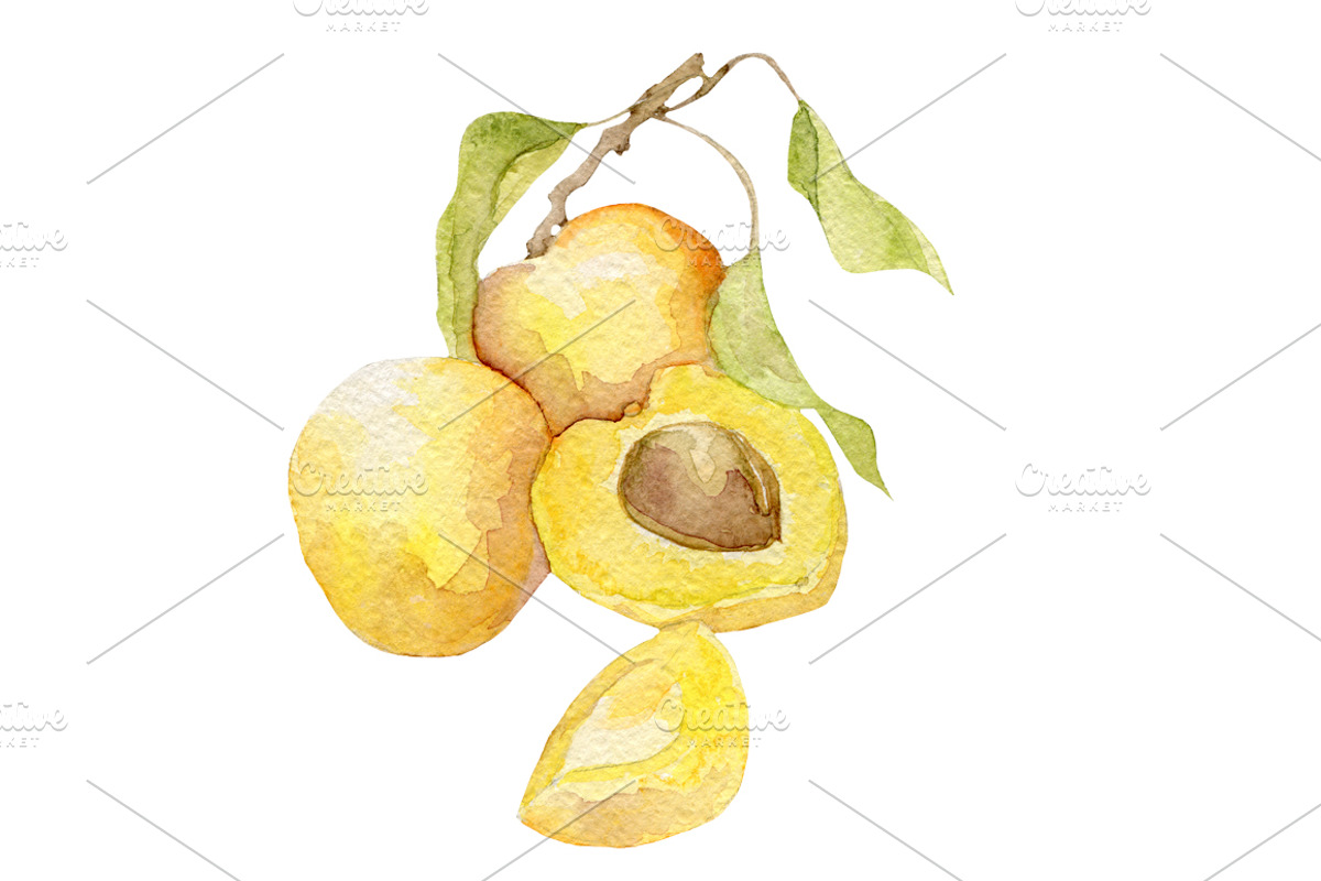 Watercolor 24 fruits set, a Food Illustration by My watercolor shop (Photo 6 of 16)