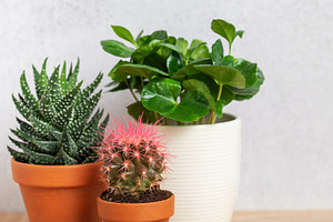 Potted plants creating cozy home atmosphere on wooden surface, a Nature Photo by Olena Rudo