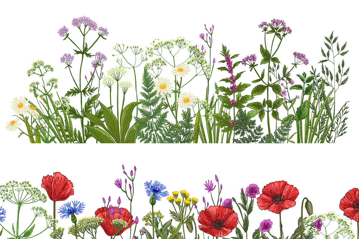 Wild herbs. Wildflowers in summer, an Illustration by irina.vaneeva (Photo 2 of 5)