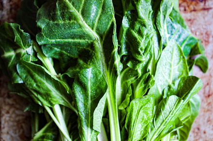 Baby leaf swiss chard