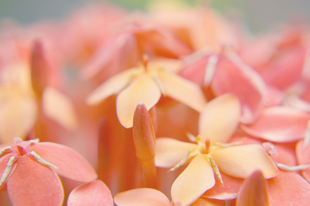 Orange flower stock photograph, a Nature Photo by K_Srinivas