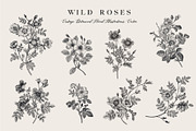 Wild Roses, a Decorative Illustration by olga.korneeva (Thumbnail 18 of 24)