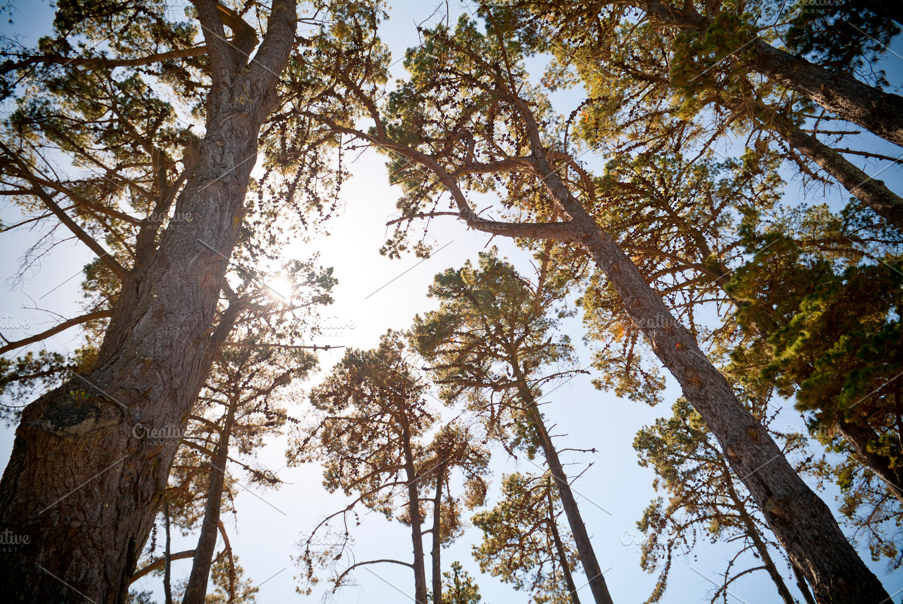 Treescape, a Nature Photo by THP Creative