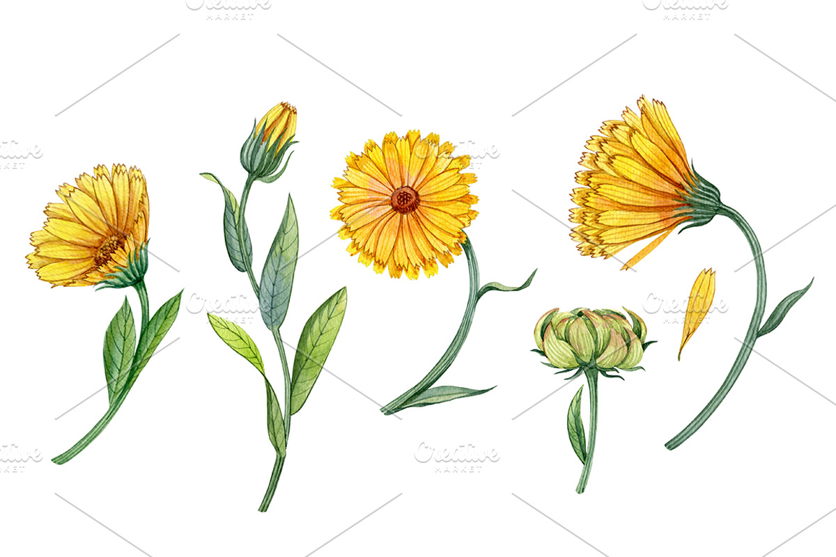 Calendula flowers, a Healthcare Illustration by Watercolor life (Photo 2 of 2)