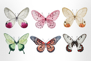 Beetles & Butterflies