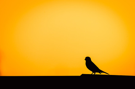 silhouette of Sparrow., an Animal Photo by Fotoeventis