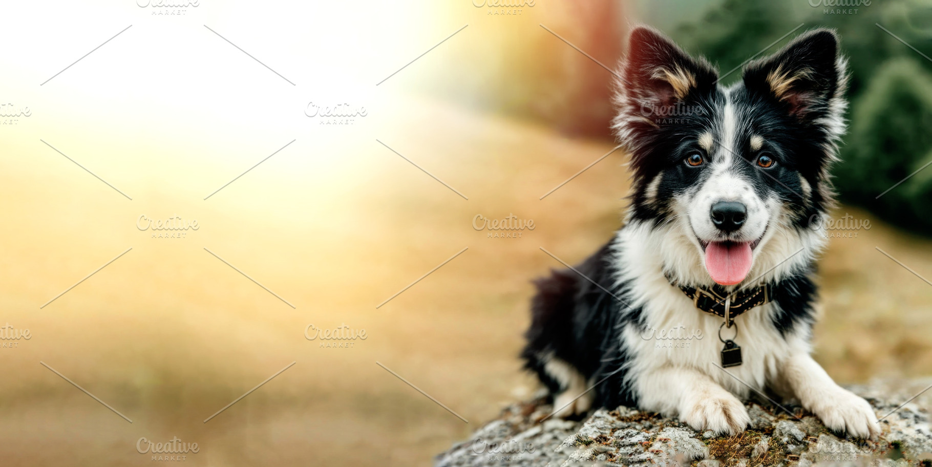 Cute black and white Border Collie puppy sitting on rock with to, an Animal Photo by José Manuel Gelpi