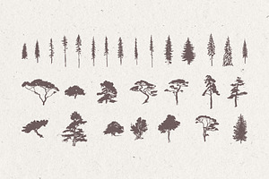 Silhouettes Of Pine And Fir Trees