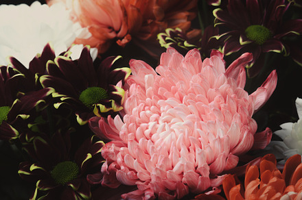Bouquet of chrysanthemum flowers stock photo containing flower and vintage