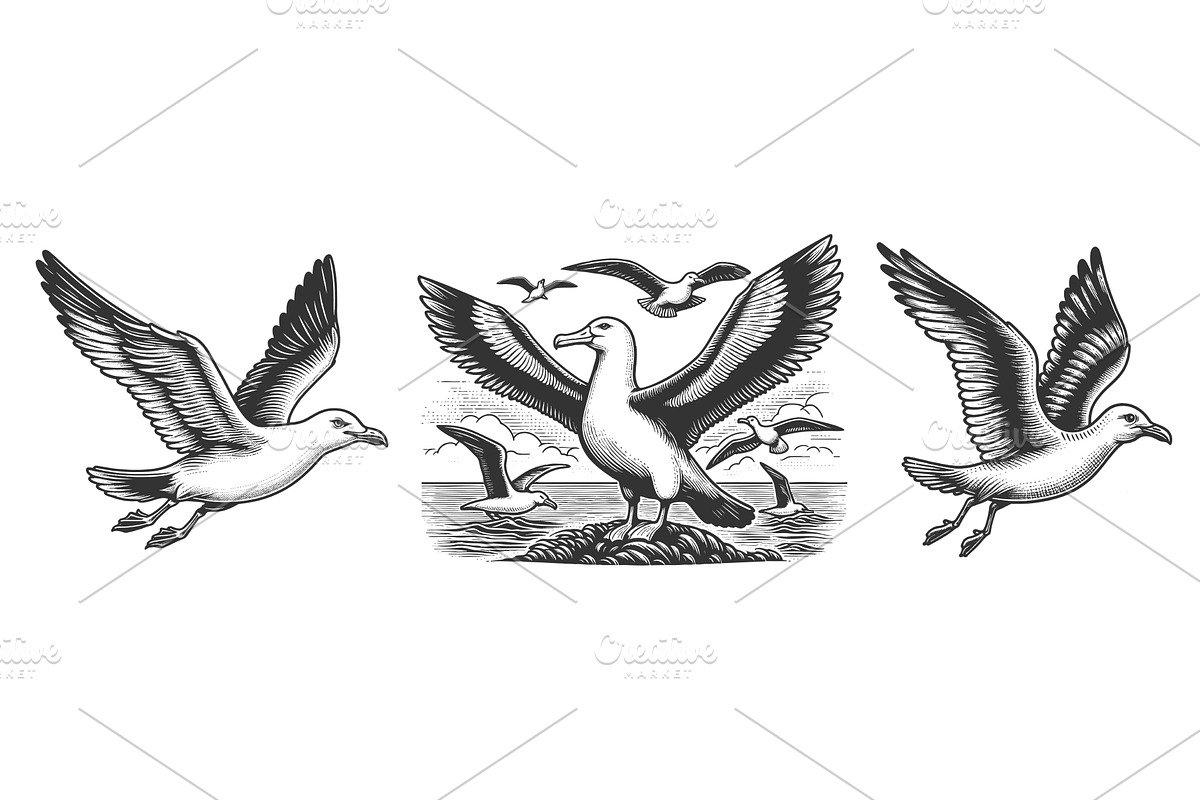 Seagull engraving set vector, an Animal Illustration by AlexArt