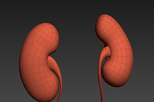 Human Kidneys