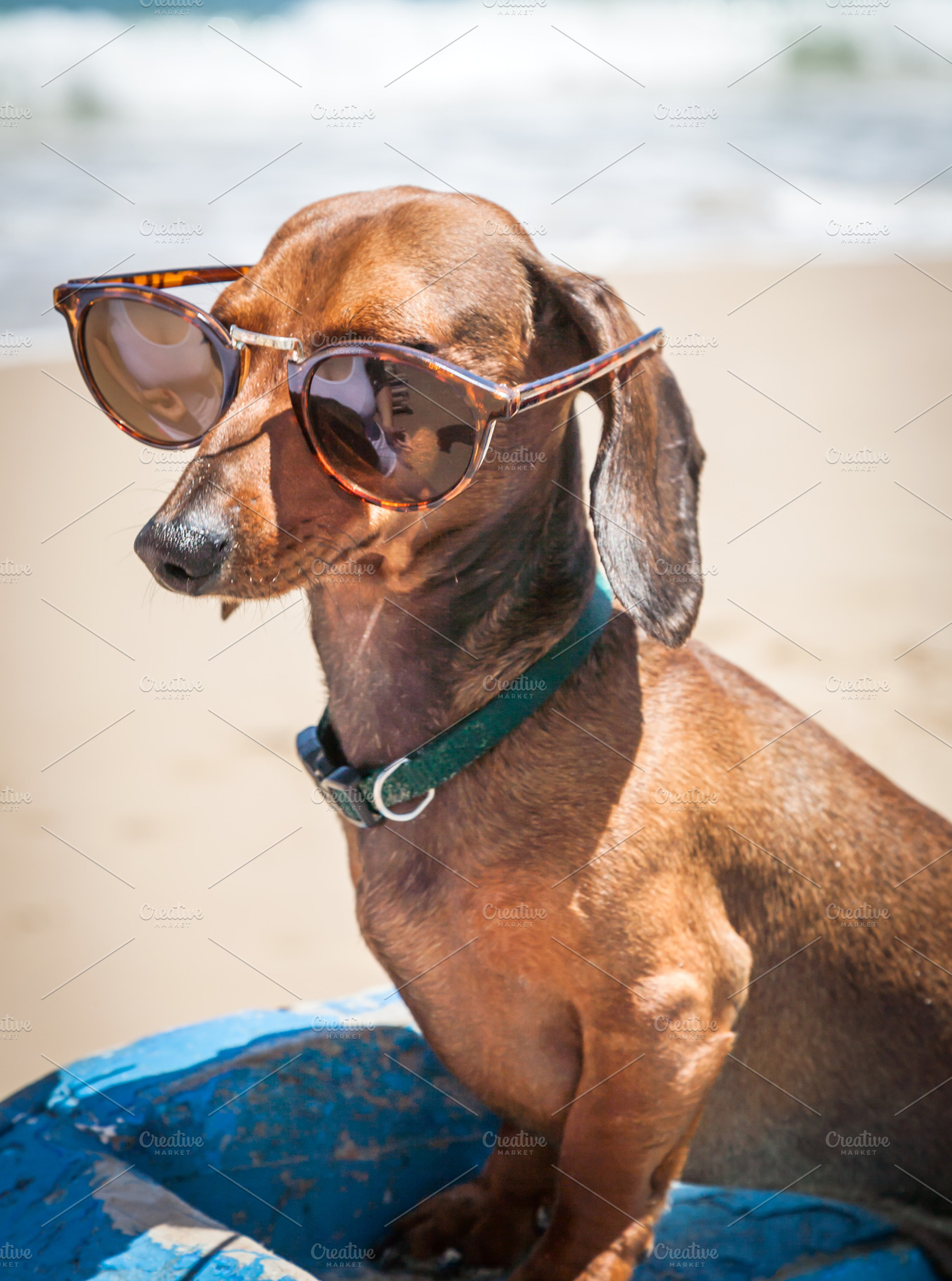 Dachshund Dog With Sunglasses Featuring Dog Dachshund And Dachshund Dog