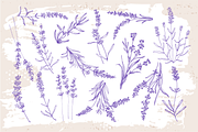 Lavender sketch illustration, a Decorative Illustration by Samira (Thumbnail 2 of 10)