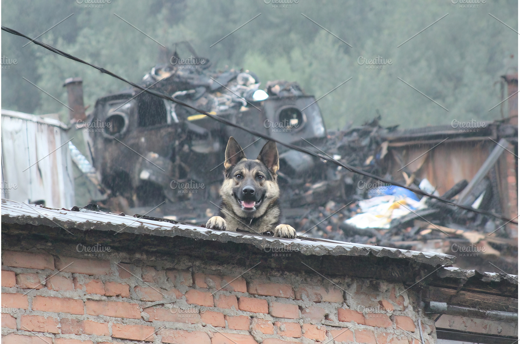 A dog remains faithful and sits on, an Architecture Photo by ZinetroN