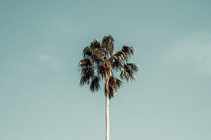 Palm tree against teal sky, a Wallpaper Photo by SkyNext