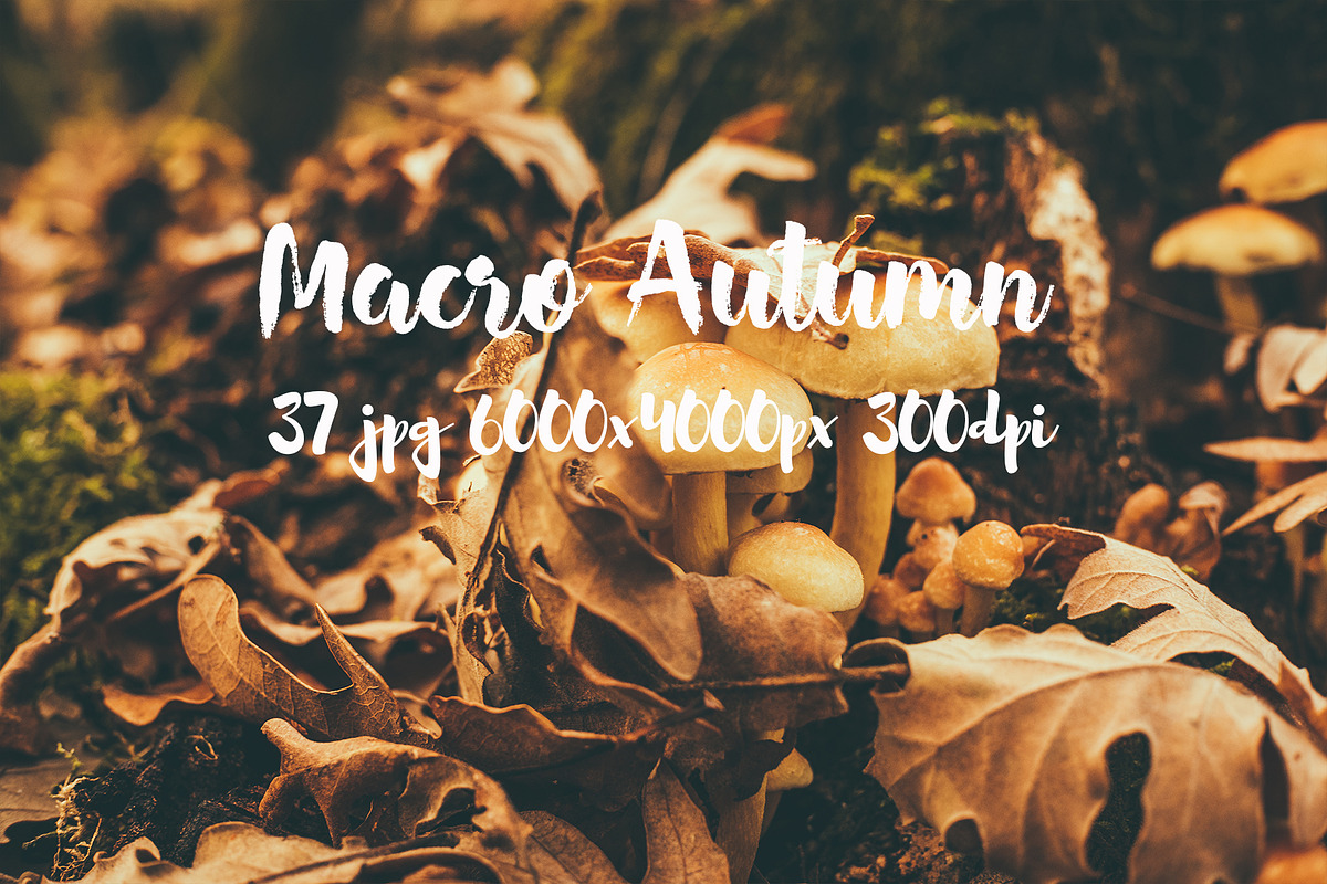 Macro Autumn photo bundle, a Templates & Theme by ApertureVintage (Photo 15 of 21)