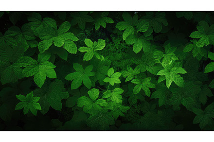 green concept tree leaf top view ai, a Nature Photo by pikepicture