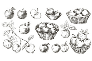 Apples collection. Sketch apple tree, a Food Illustration by Valerie Bodnar