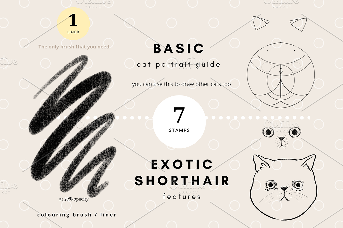 Exotic Shorthair Drawing Guide, a Brush Add-On by Artbykimmyw (Photo 3 of 4)