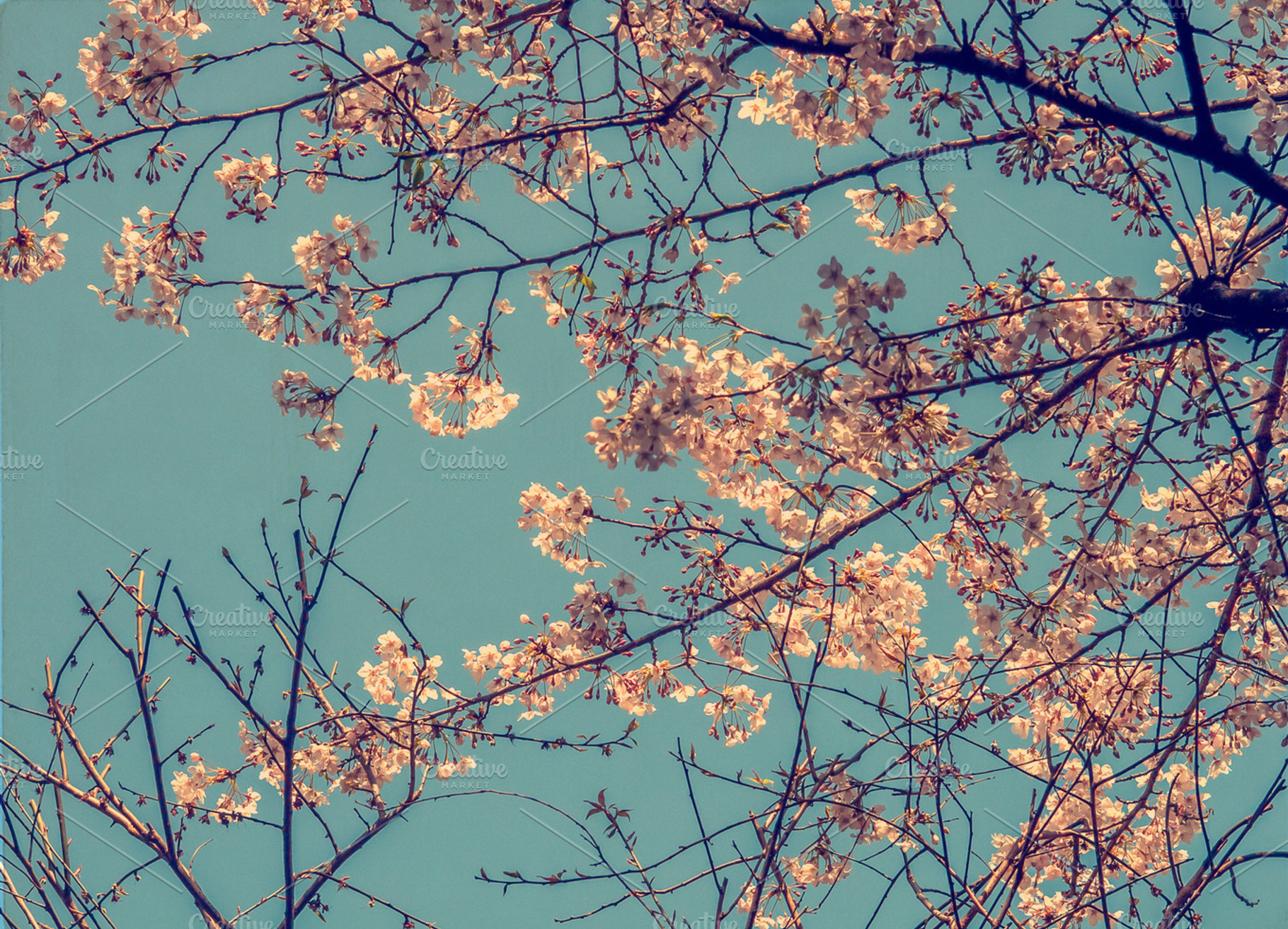 Cherry Blossom Featuring Background Flowers And Nature