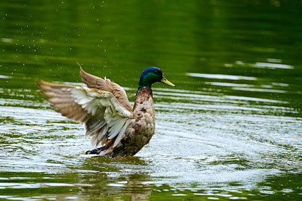 Wild duck featuring swimming, duck, and ducks, an Animal Photo by Serg64