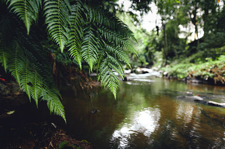 Fern Leaves,Dark green fern foliage, a Nature Photo by Art Rachen