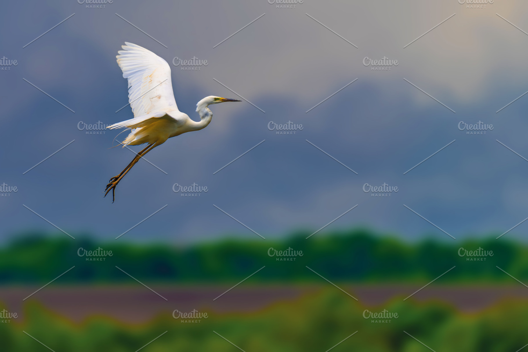 White heron, Great Egret, fly on the meadow background. Water bi, an Animal Photo by Byrdyak