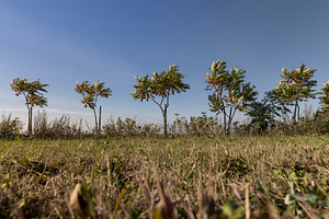 sumac trees growing on the shore of the field against the background of the blu, a Photo by rsoollAI