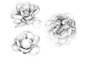 Hand Sketched Peonies