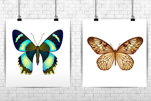 Vector Butterflies Seamless Pattern